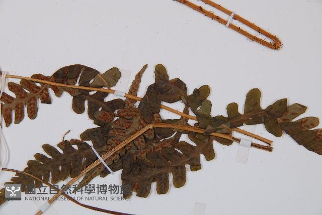 假蹄蓋蕨藏品圖，第4張