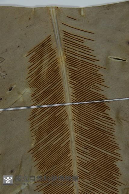 南洋山蘇花藏品圖，第6張