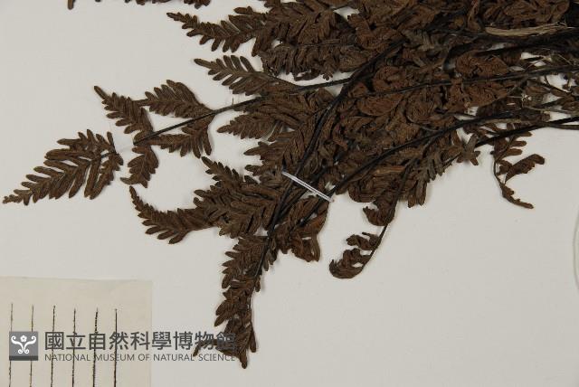 旱蕨藏品圖，第4張