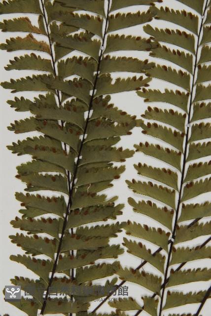 薄葉孔雀鐵角蕨、邊孢鐵角蕨藏品圖，第4張