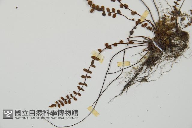 鐵角蕨藏品圖，第4張