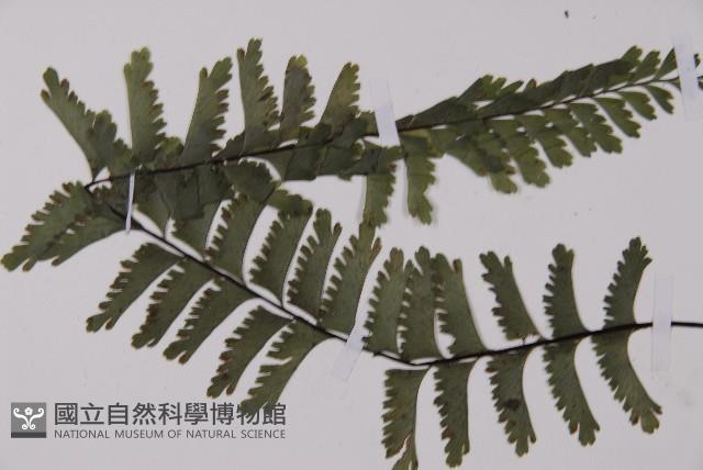鞭葉鐵線蕨藏品圖，第4張