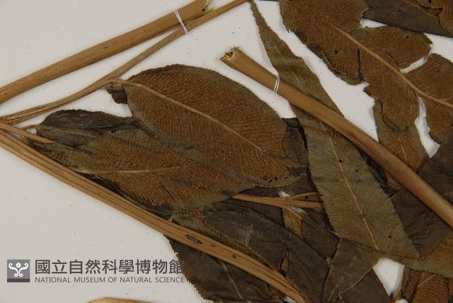 日本鳳丫蕨藏品圖，第4張