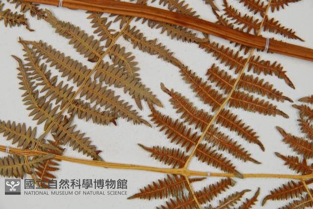 蕨藏品圖，第4張