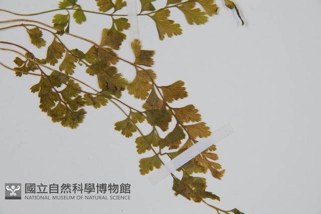 溪洞碗蕨藏品圖，第4張