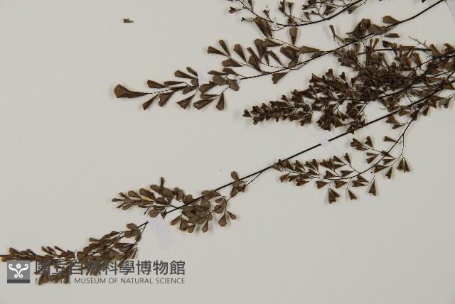 臺灣高山鐵線蕨藏品圖，第4張