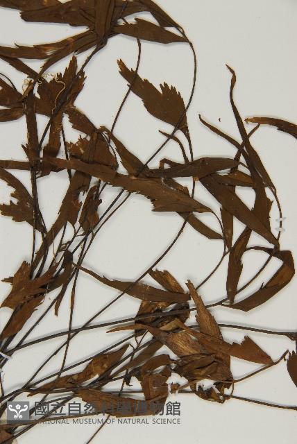 鐮葉鐵角蕨藏品圖，第4張