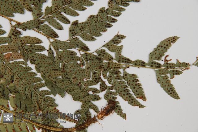 中華複葉耳蕨藏品圖，第4張
