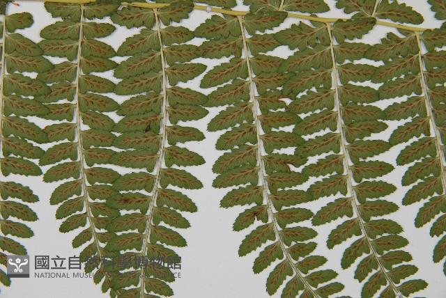 姬蹄蓋蕨藏品圖，第4張