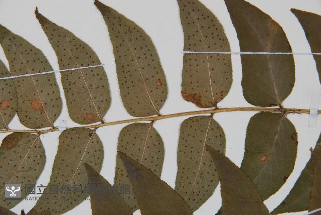 貫眾蕨藏品圖，第4張