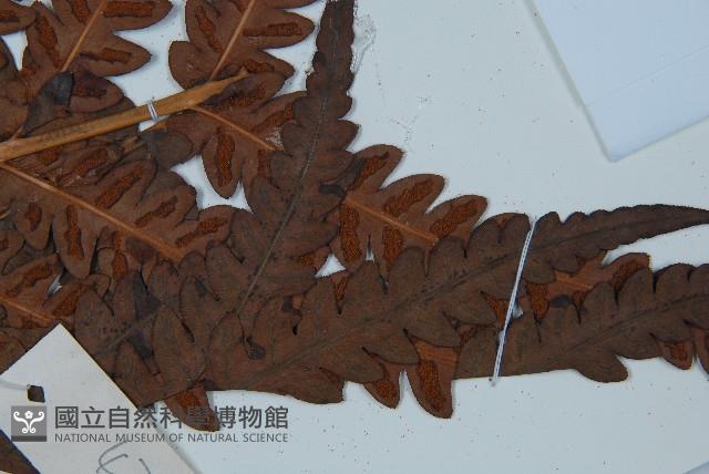 日本狗脊蕨藏品圖，第3張