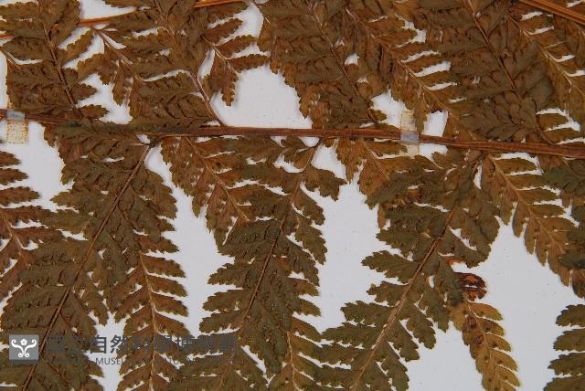 粗毛鱗蓋蕨藏品圖，第4張