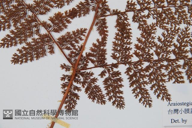 台灣小膜蓋蕨藏品圖，第3張