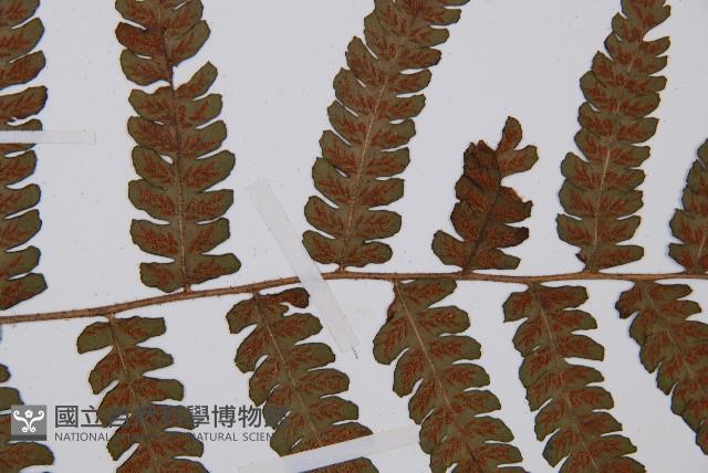 毛軸假蹄蓋蕨藏品圖，第7張