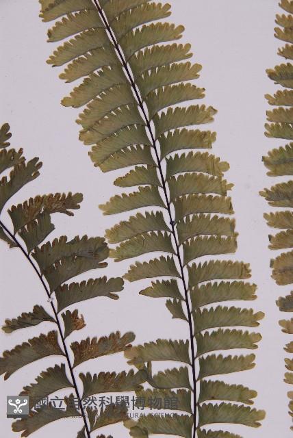 薄葉孔雀鐵角蕨、邊孢鐵角蕨藏品圖，第4張