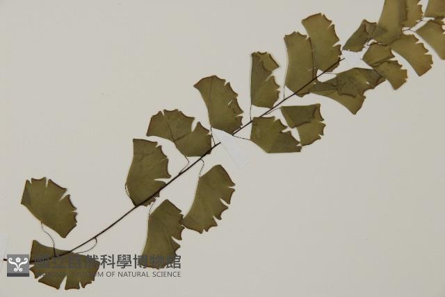 半月形鐵線蕨藏品圖，第4張