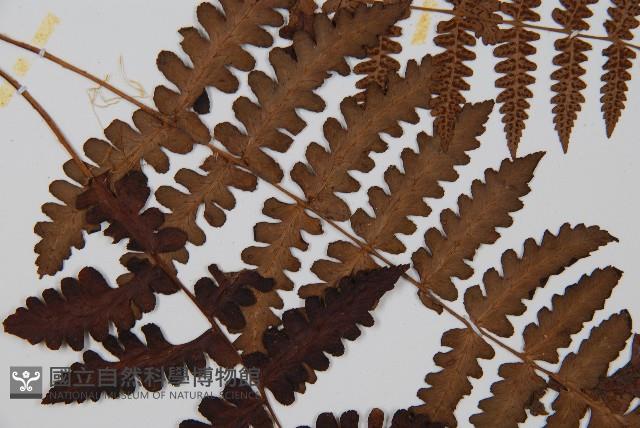 貞蕨藏品圖，第4張