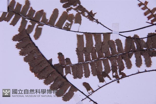 生芽鐵角蕨藏品圖，第4張