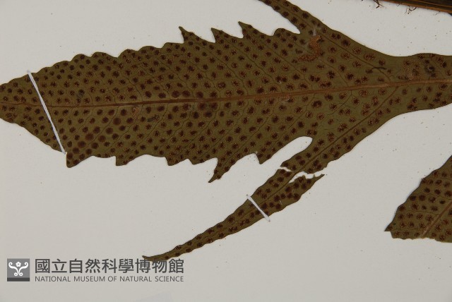 翅柄三叉蕨藏品圖，第4張