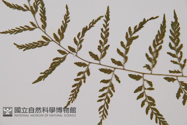 蓬萊蹄蓋蕨藏品圖，第4張