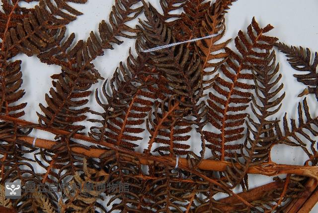 登錄號:P010259藏品圖，第7張