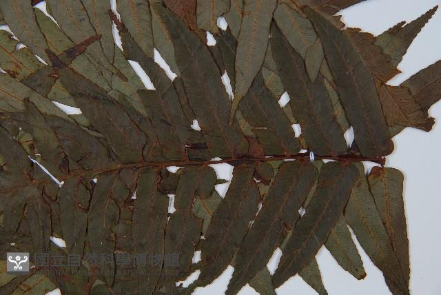 黑桫蕨藏品圖，第4張