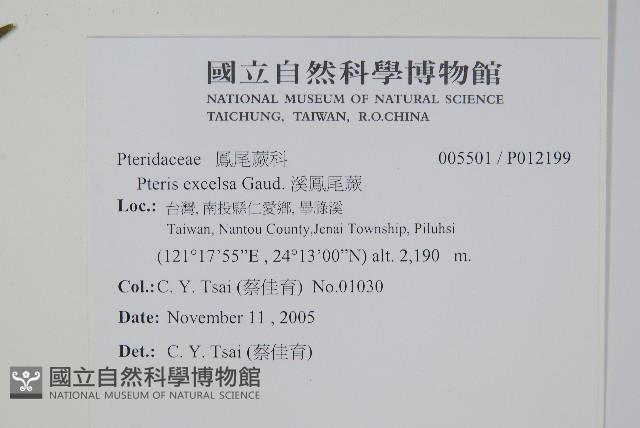 溪鳳尾蕨藏品圖，第4張