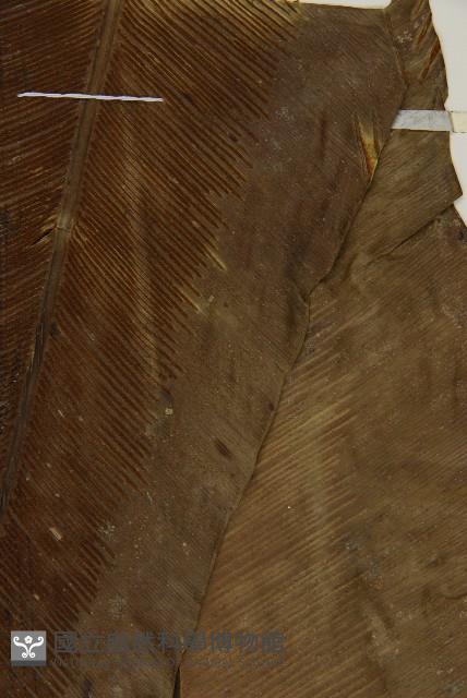 臺灣山蘇花藏品圖，第4張