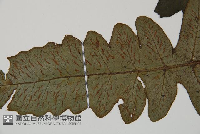 假腸蕨藏品圖，第4張