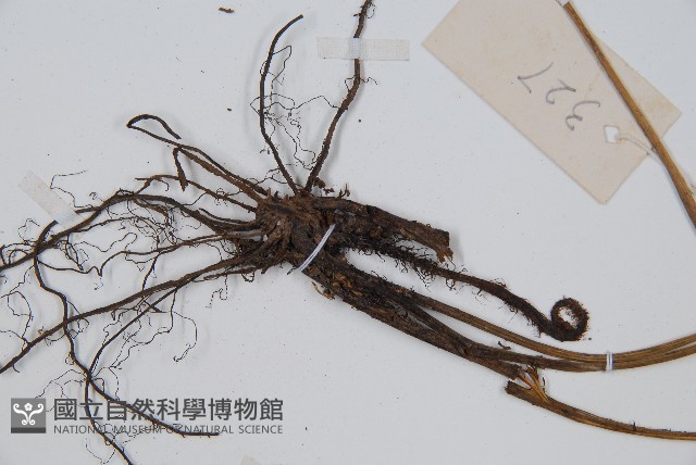 細柄雙蓋蕨藏品圖，第4張