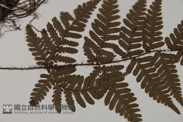 愛德氏肋毛蕨藏品圖，第4張