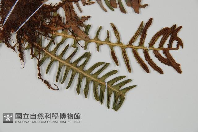 韓氏羅曼蕨藏品圖，第4張