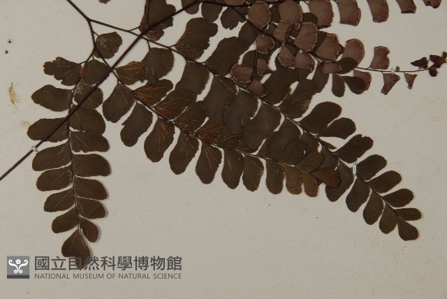 扇葉鐵線蕨藏品圖，第3張