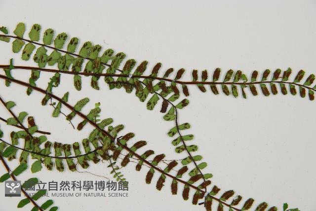三翅鐵角蕨藏品圖，第4張
