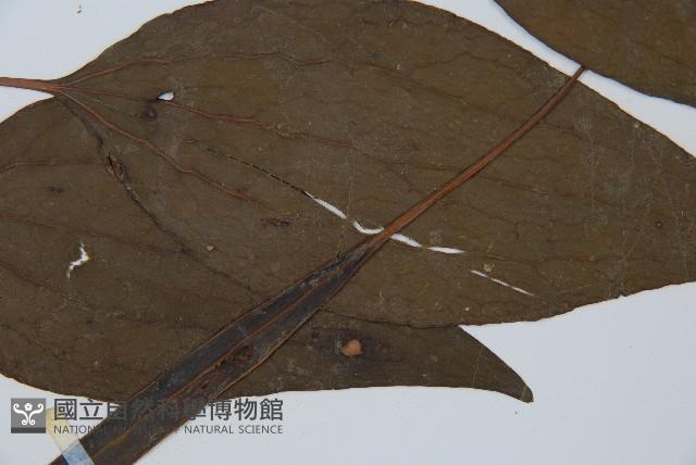 燕尾蕨藏品圖，第4張