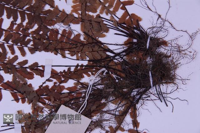 生芽鐵角蕨藏品圖，第4張