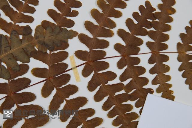 栗蕨藏品圖，第4張