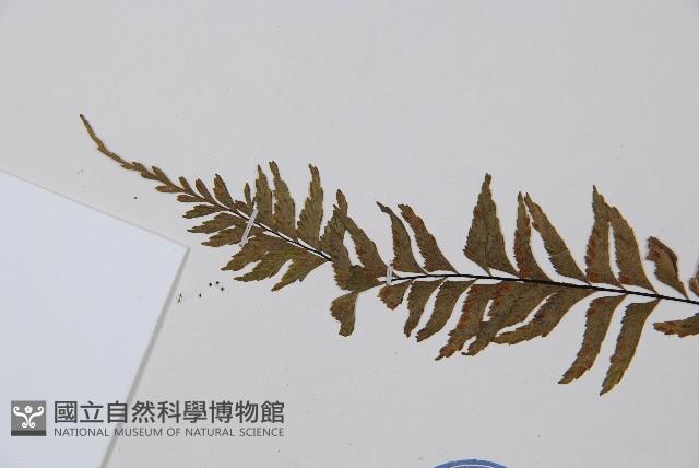 單邊鐵角蕨藏品圖，第4張