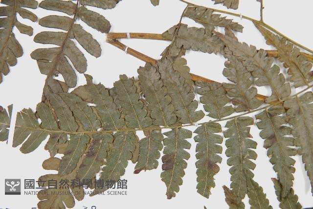 德氏雙蓋蕨藏品圖，第4張