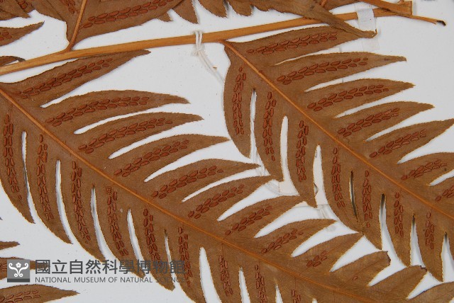 生芽狗脊蕨、頂芽狗脊蕨藏品圖，第3張