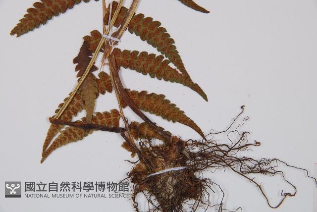 登錄號:P006299藏品圖，第3張