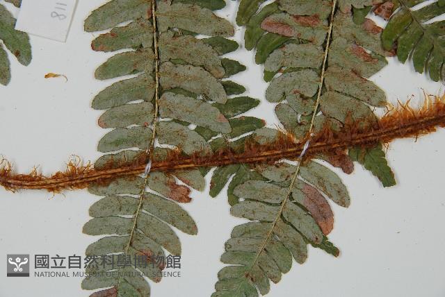 闊鱗鱗毛蕨藏品圖，第4張