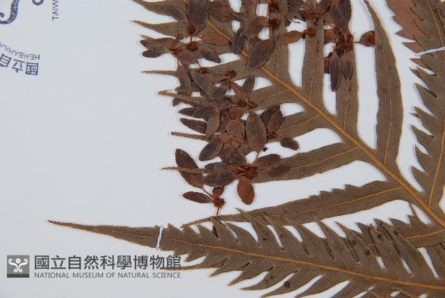 東方狗脊蕨藏品圖，第4張