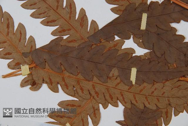 日本狗脊蕨藏品圖，第4張