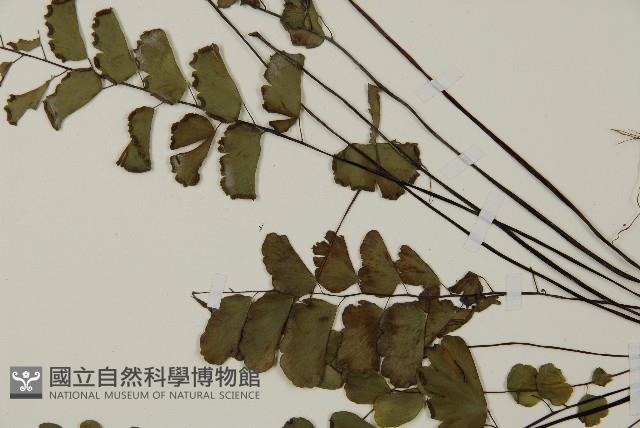 半月形鐵線蕨藏品圖，第4張