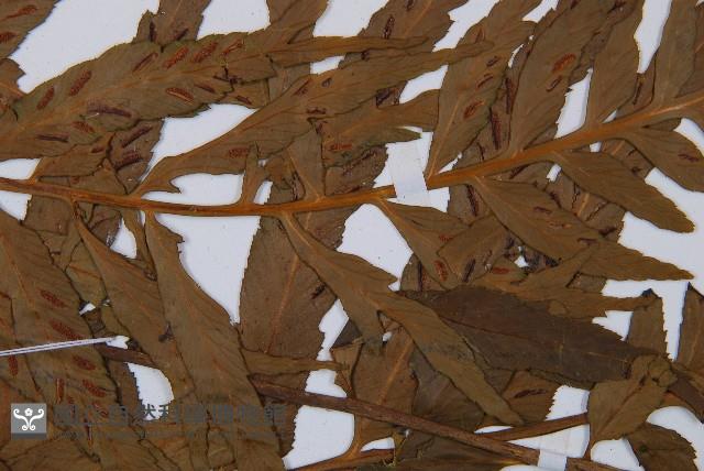 萊氏鐵角蕨藏品圖，第4張