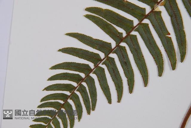 虎克氏鱗蓋蕨藏品圖，第4張