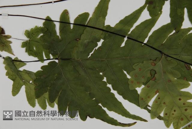 觀音三叉蕨藏品圖，第4張