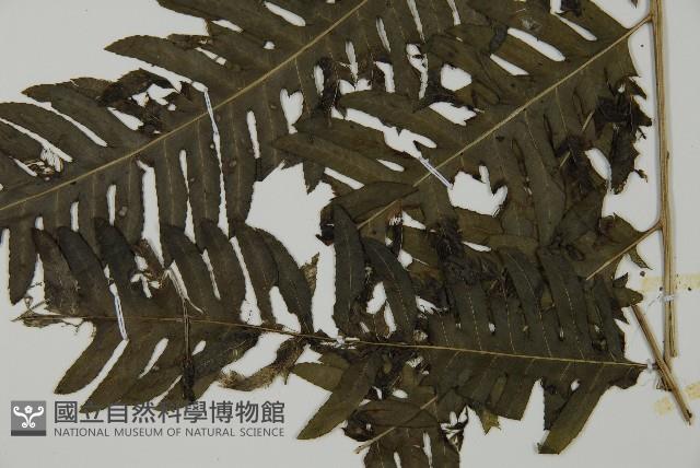 長柄牙蕨藏品圖，第4張