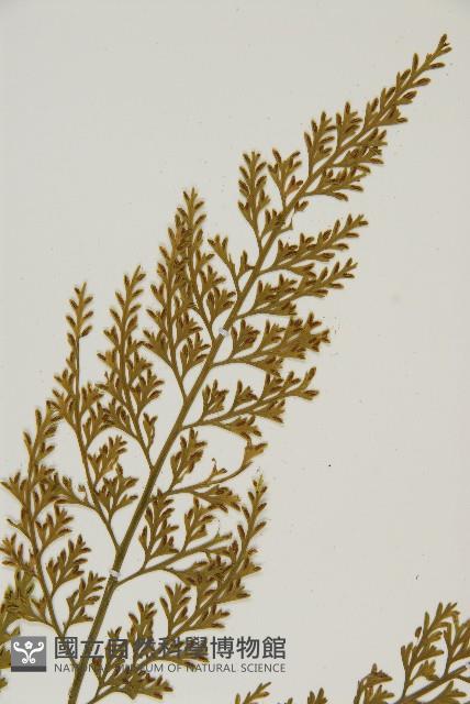 Accession Number:P006739 Collection Image, Figure 4, Total 5 Figures